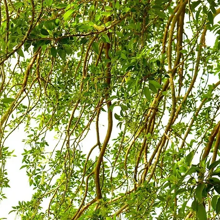 Casa Flora * טאראנטו